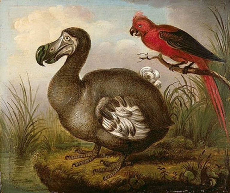 The Truth About Dodo An Extinct Flightless Brainy Bird