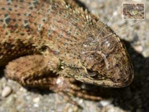 tuatara dinosaur