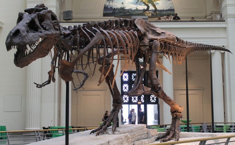 museum with t rex skeleton