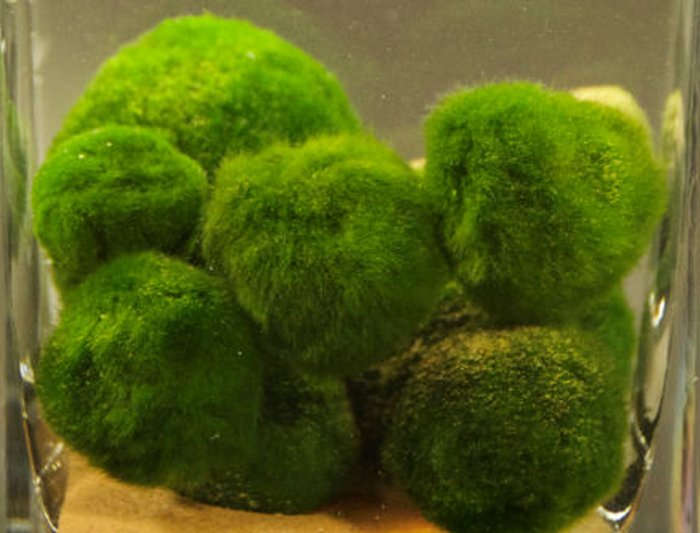 download mossballs for free