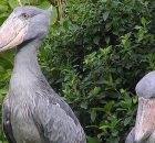 shoebill stork is a real dinosaur