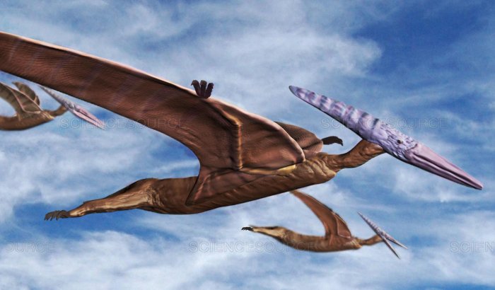 pterodactyl look like