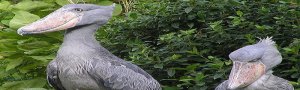 shoebill storks are dinosaurs