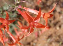 Scarlet gilia