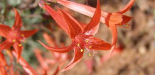 Scarlet gilia