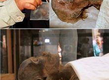 preservation of red hair mummy