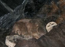 The Egtved Girl's scalp hair, remains of her brain and comb. Photo credit: National Museum of Denmark and University of Copenhagen