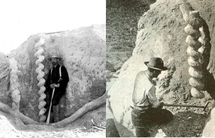 Devil's Corkscrews Extraordinary Giant Spirals Of Nebraska Rocky Mountains