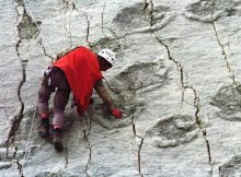 A gigantic slab with 5,055 gigantic footprints. Credit: Reuters.