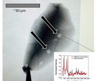 Searching for carbon, the key component for life, researchers found pure carbon in one of the 79 zircons that contained graphite.