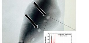 Searching for carbon, the key component for life, researchers found pure carbon in one of the 79 zircons that contained graphite.