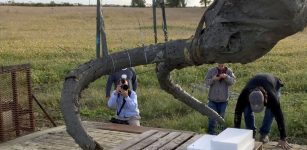 Remain of woolly mammoth found in Michigan