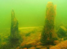 Pillars believed to be a part of an Edo Period structure in the bed of Lake Biwako (Provided by Biwako Suichu Kokogaku Kenkyukai)