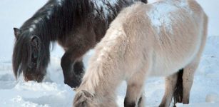 Yakutian horses, thus, developed their striking adaptations to the extreme cold climate present in the region in less than 800 years.