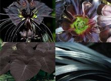 Black plants