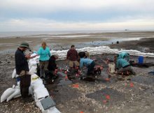 Archaeologists work on an ancient burial ground on an island near Cedar Key.﻿ Courtesy of Ken Sassaman