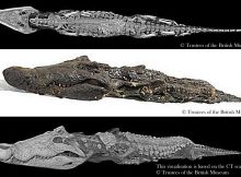 Scanning Sobek: mummy of the crocodile god is on display in Room 3 at the British Museum from December 10 2015 – February 21 2016.