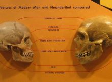 Cranial feature