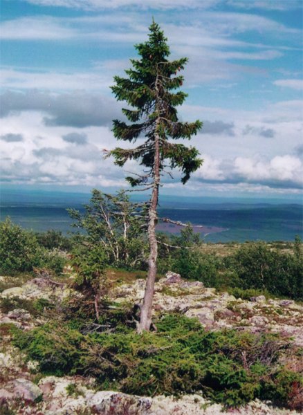 world's oldest tree