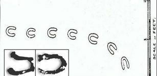 There have been many speculations concerning the phenomenon among scientists and lay men alike. Animals such a kangaroo, rats, swans, roaming racoons, and many more were blamed.