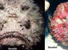 Stonefish