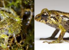 Pristimantis mutabilis shape-shifting frog