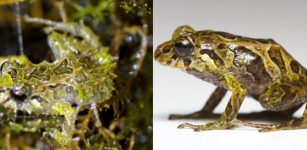 Pristimantis mutabilis shape-shifting frog