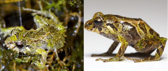 Pristimantis mutabilis shape-shifting frog