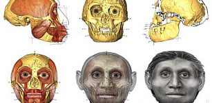 Forensic facial approximation methods helped give an idea of how the muscle and fat intersected with the hobbit’s skull University of Wollongong