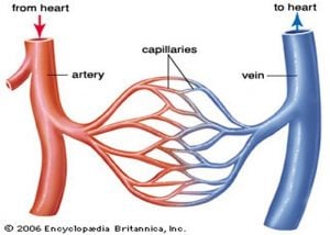 Network Of Miles-Long Blood Vessels In Human Body - MessageToEagle.com