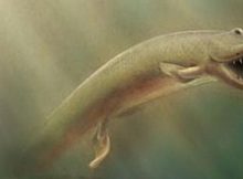 Illustration of Tiktaalik roseae in its natural environment. Credit: University of Chicago, Neil Shubin