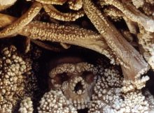 Altamura man