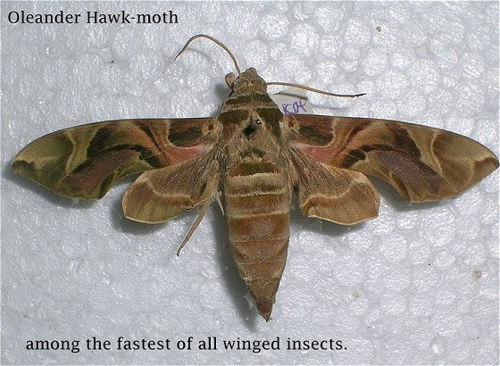 Moths Are Masters Of Disguise - MessageToEagle.com