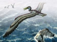 pelagornithid