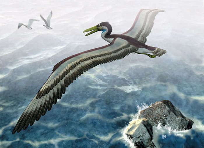 pelagornithid