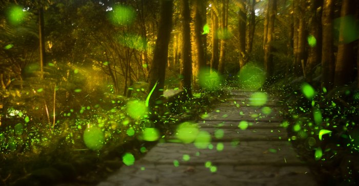 synchronous fireflies