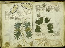 Voynich manuscript