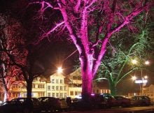 Glowing trees