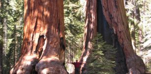 Giant Ancient Sequoias