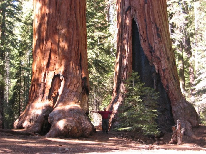 Giant Ancient Sequoias