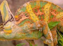 Chamaeleo calyptratus (Veiled Chameleon)