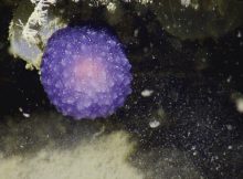 Mysterious Unidentified Purple Orb Discovered Underwater Off The Coast Of Southern California