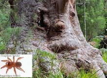 The spider's genus is actually dated to the time when Australia was once part of a large land mass known as "Gondwana"