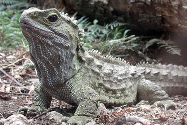 tuatara