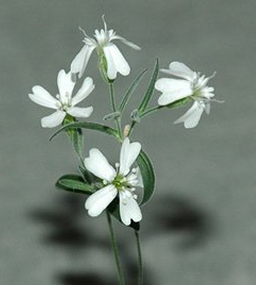 arctic flower