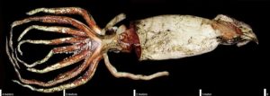 Ancient Legendary Giant Squid - One Of The Most Extraordinary Animals ...