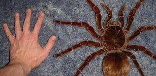 Goliath Birdeater: World’s Largest Spider Can Grow As Long As A Child's Forearm