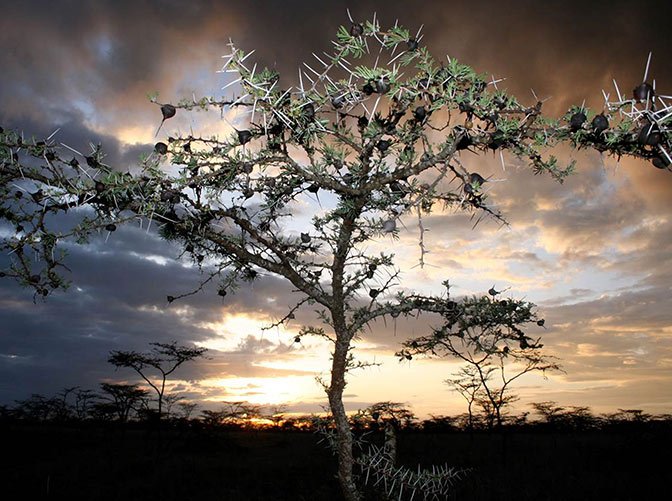 Acacia Tree Uses Ants As Body Guards And Rewards Them With Shelter And