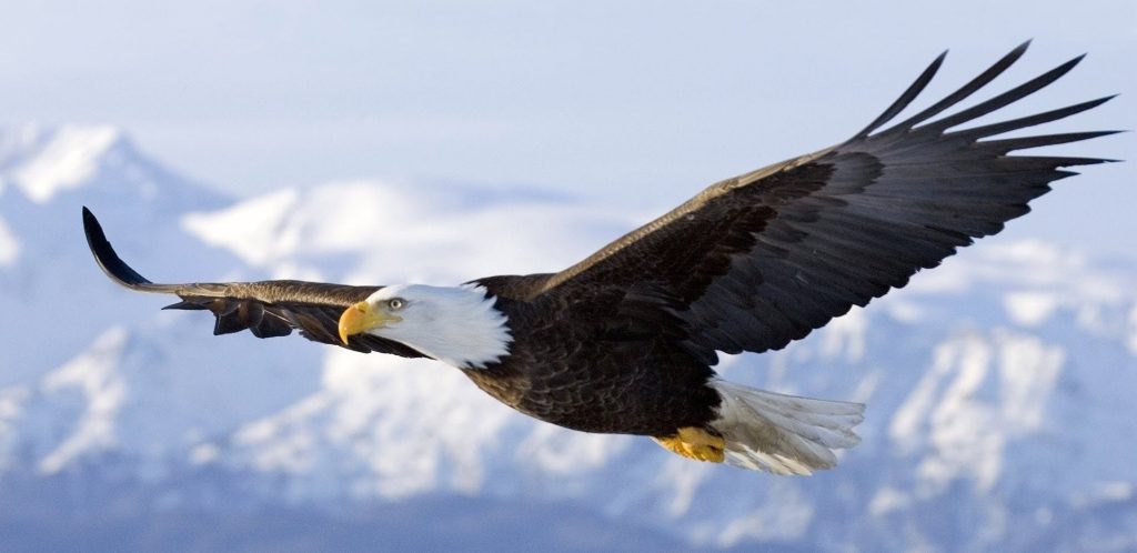 Eagle Flying