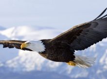 Eagle Flying